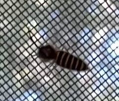 Vespula
