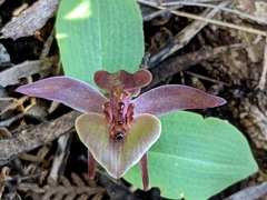 Chiloglottis triceratops