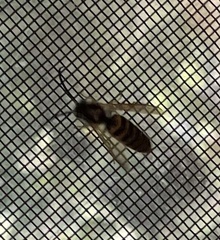 Vespula