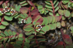 Euphorbia orbiculata