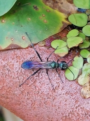 Chalybion japonicum