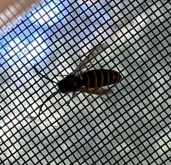 Vespula