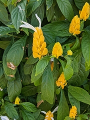 Pachystachys lutea