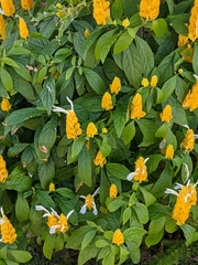 Pachystachys lutea