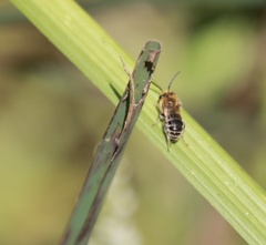 Colletes