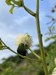 Cotinis mutabilis typica