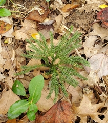 Dendrolycopodium dendroideum