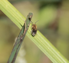 Colletes