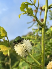 Cotinis mutabilis typica