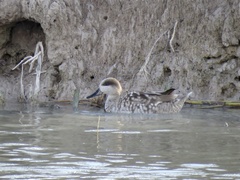 Marmaronetta angustirostris