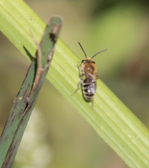 Colletes