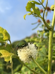 Cotinis mutabilis typica