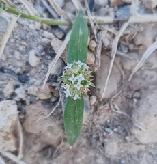 Spermacoce verticillata