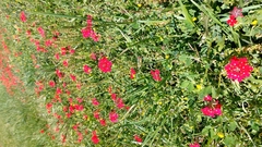 Glandularia peruviana