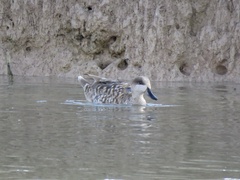 Marmaronetta angustirostris