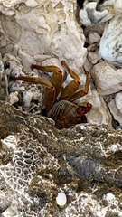Grapsus