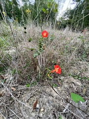 Ipomoea coccinea