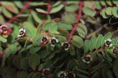 Euphorbia orbiculata