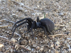 Kukulcania