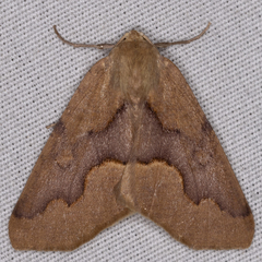 Sabulodes spoliata