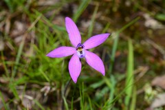 Glossodia minor