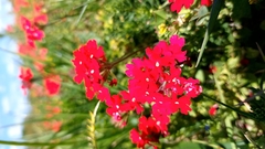 Glandularia peruviana