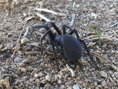 Kukulcania