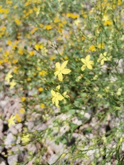 Menodora scabra