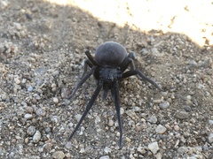 Kukulcania