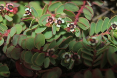 Euphorbia orbiculata