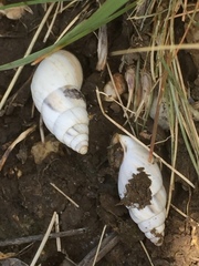 Georginapaeus hohenackeri