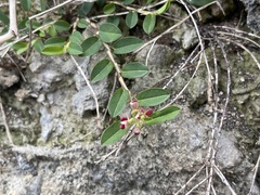 Alysicarpus vaginalis