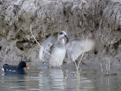 Marmaronetta angustirostris