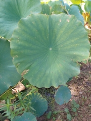 Nelumbo
