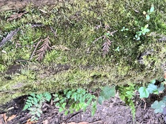 Kindbergia oregana