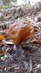 Gyromitra
