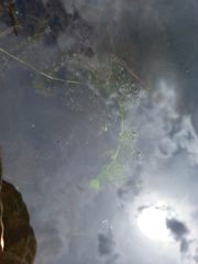 Utricularia macrorhiza