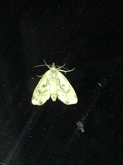 Cutina distincta