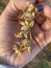 Malacothamnus marrubioides