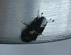 Glischrochilus quadrisignatus