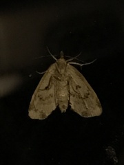 Cutina distincta