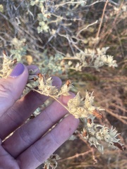 Malacothamnus marrubioides