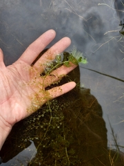 Utricularia macrorhiza