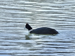 Fulica cristata