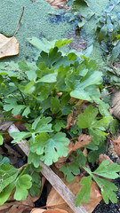 Ranunculus sceleratus