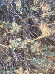 Malacothamnus marrubioides