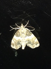 Cutina distincta