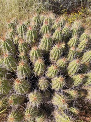 Echinocereus enneacanthus enneacanthus