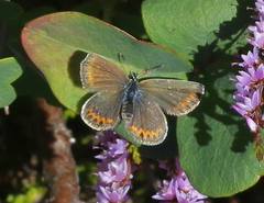 Plebejus idas