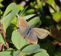 Plebejus idas